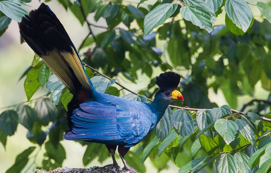 Wildlife in Murchison Falls