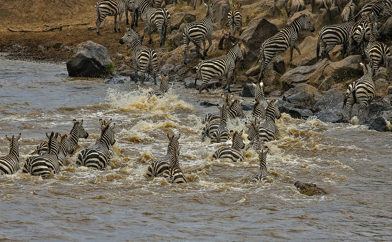 Wildlife Viewing in masai mara