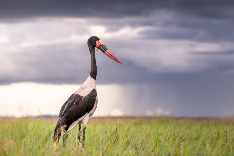 birding in masai mara