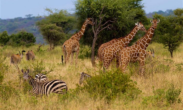 Visit Maasai Mara for Wildlife Viewing