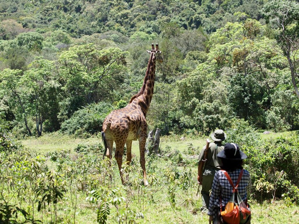 walking safari