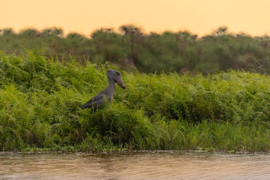 the rare shoebill