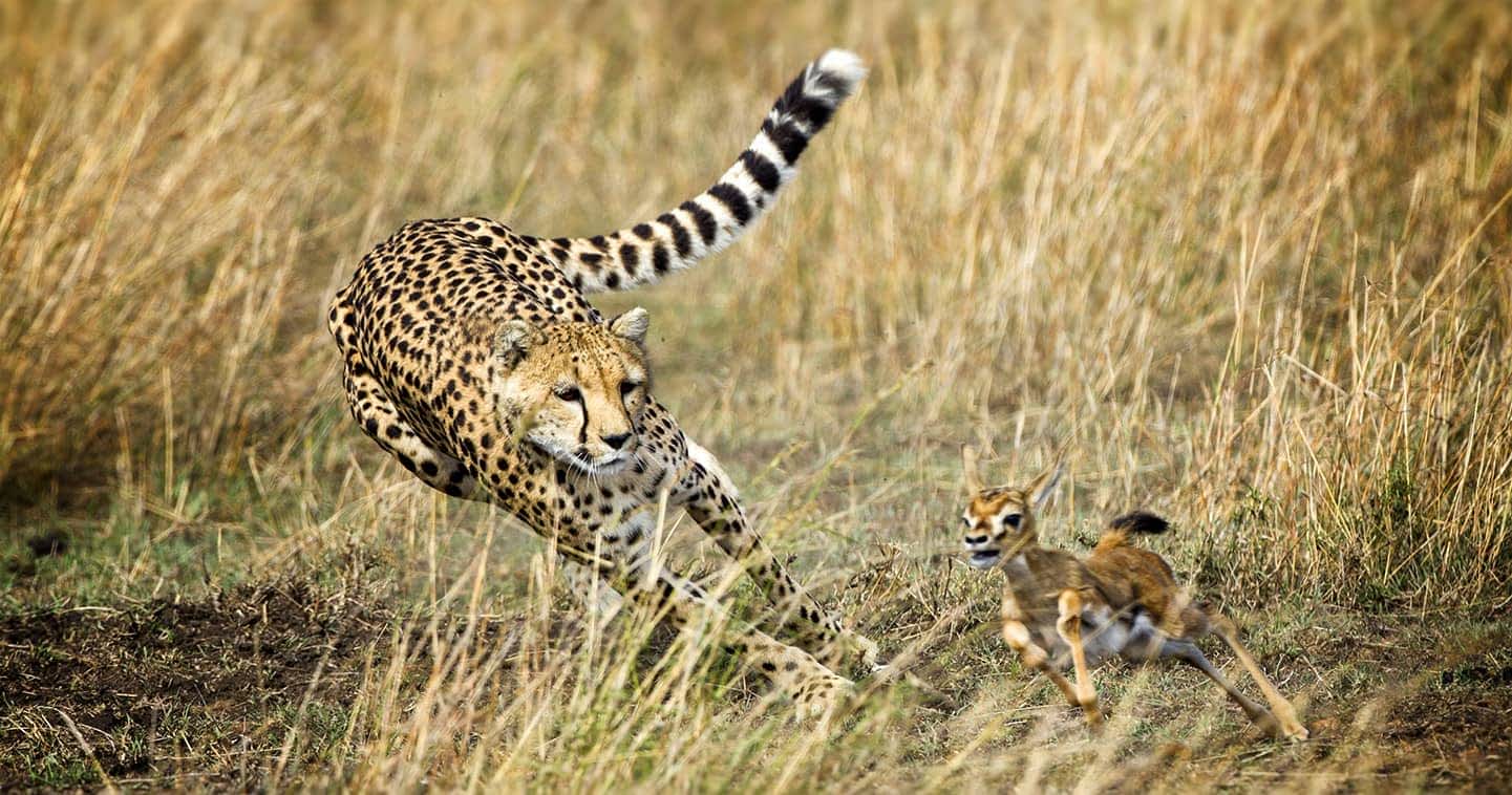 Maasai Mara Planning Itinerary