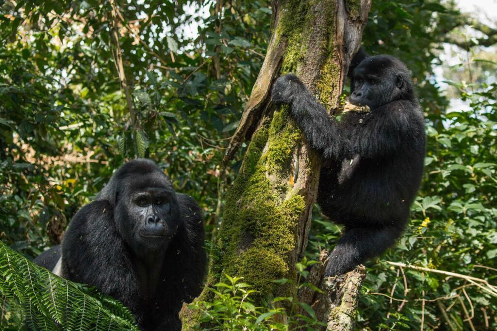 Murchison Falls combined safari itinerary Uganda