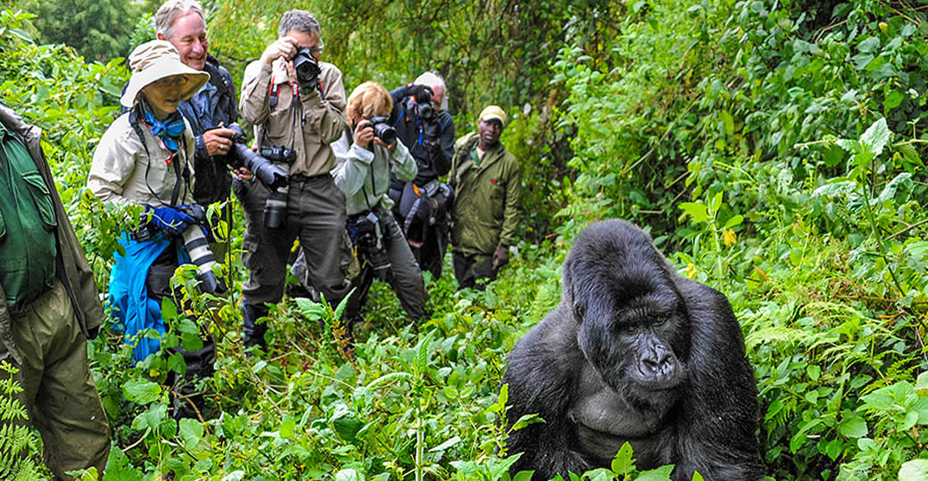 gorilla-trekking4