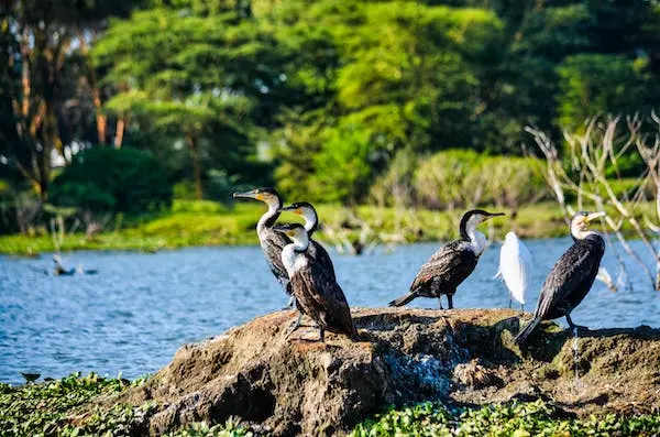 6-Day Maasai Mara Lifestyle Safari Itinerary
