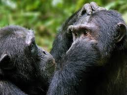 Kibale National Park