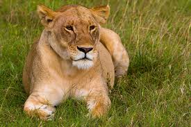 lion in mara