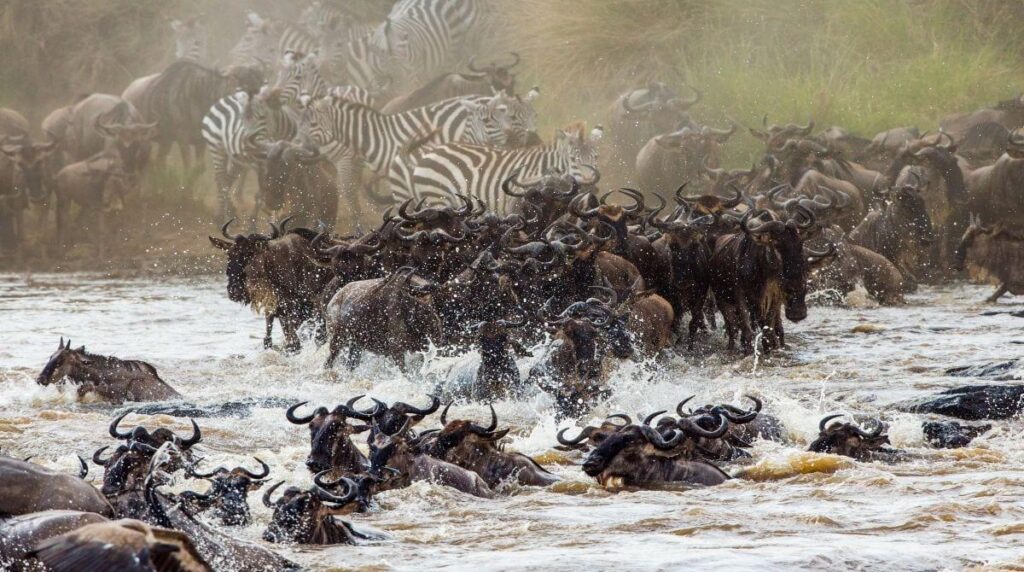 Migration Routes and River Crossings