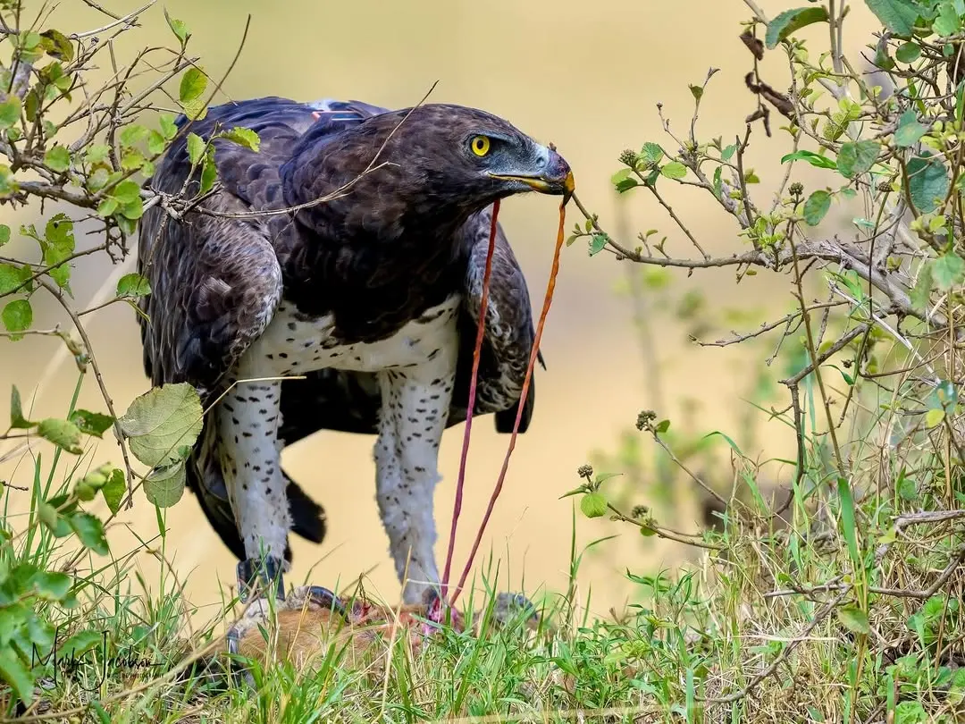 photography in Masai mara