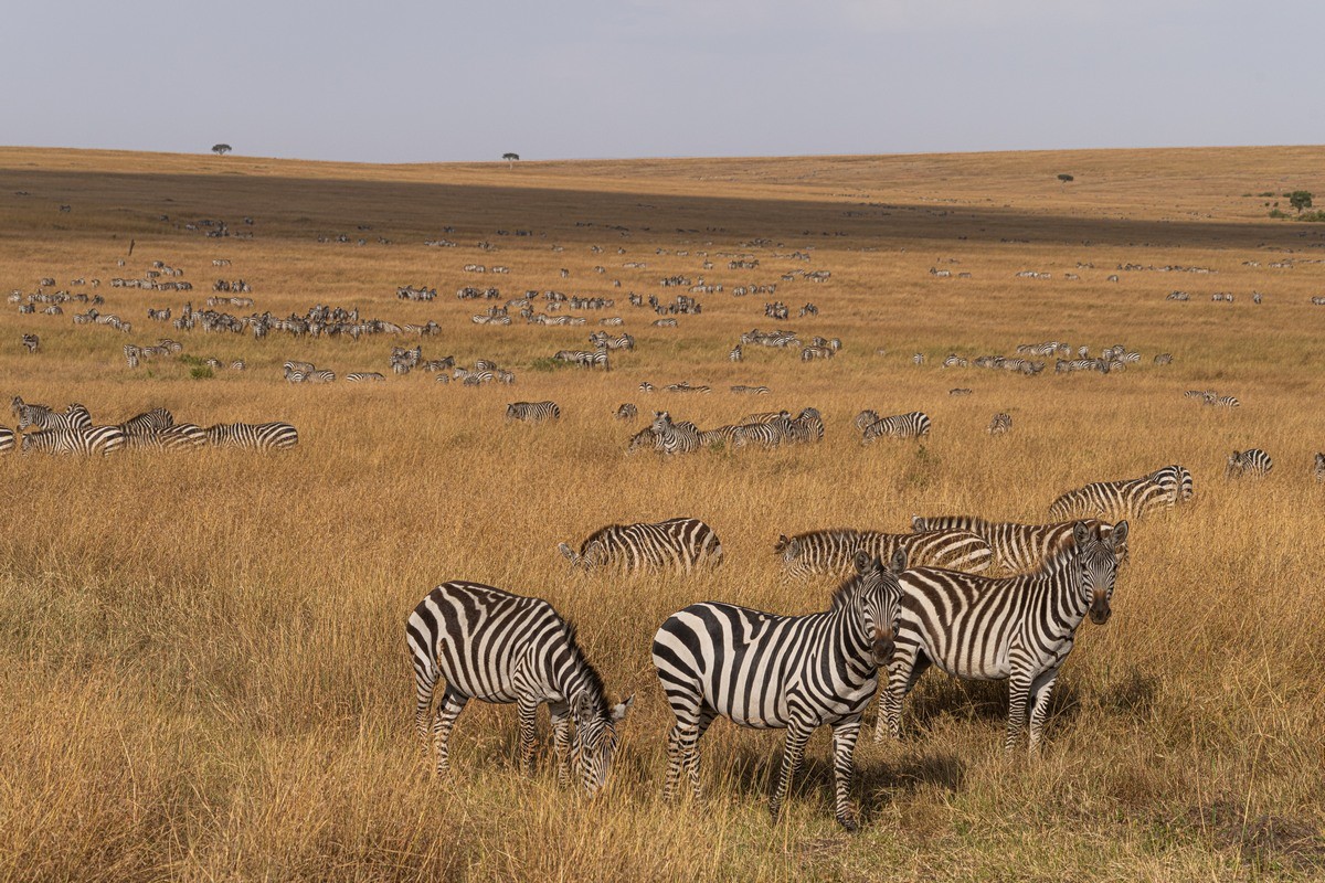 masai mara