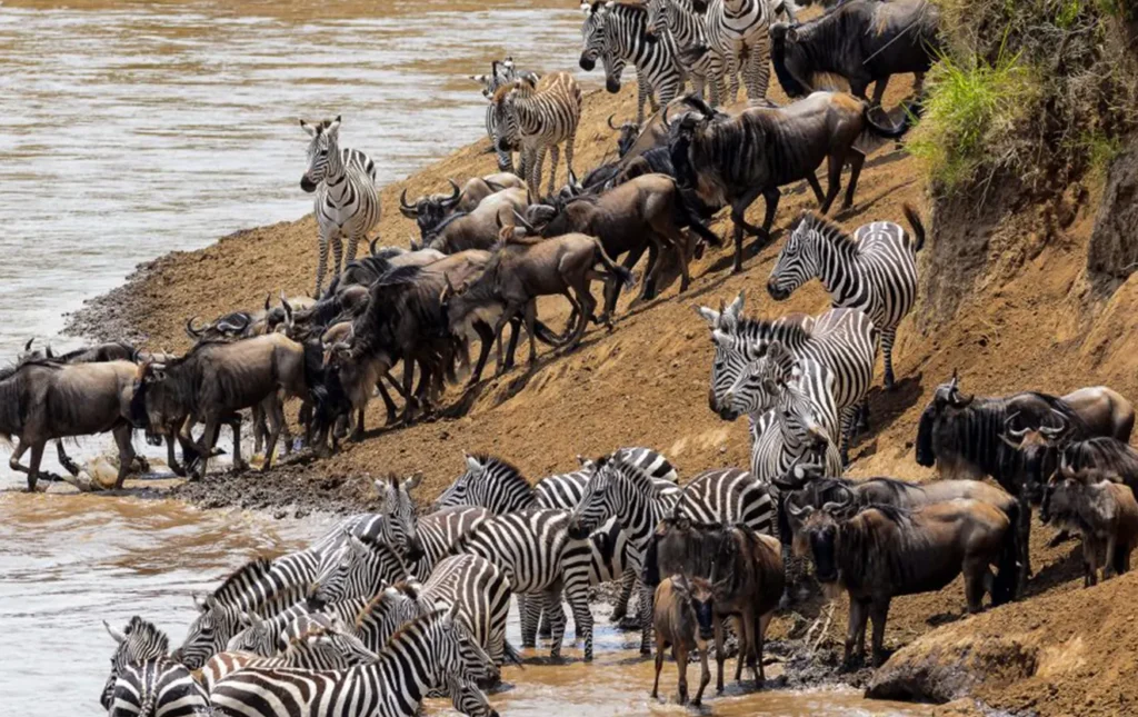 Maasai-Mara-Safari