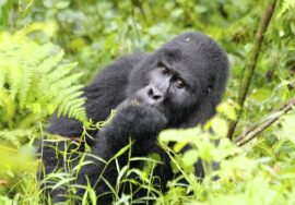 African Safari in Uganda
