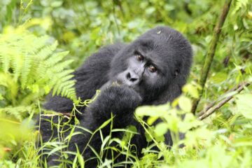 African Safari in Uganda