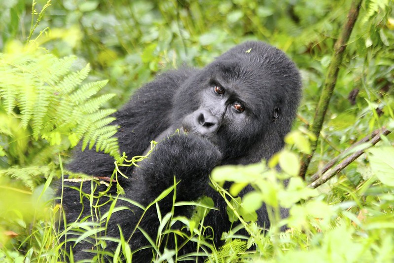 African Safari in Uganda