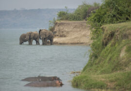 Best Time to Visit Uganda