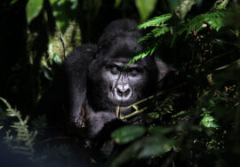 The Best Time to Go Gorilla Trekking in Uganda