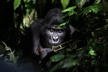 The Best Time to Go Gorilla Trekking in Uganda