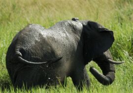 The List of National Parks and Other Destinations in Uganda