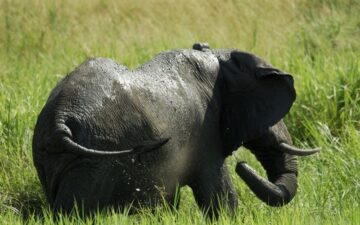 The List of National Parks and Other Destinations in Uganda