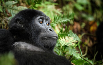 Things to Do in Uganda
